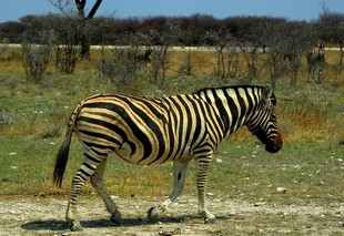 630 Namibia Okt 2006 Zebra.JPG